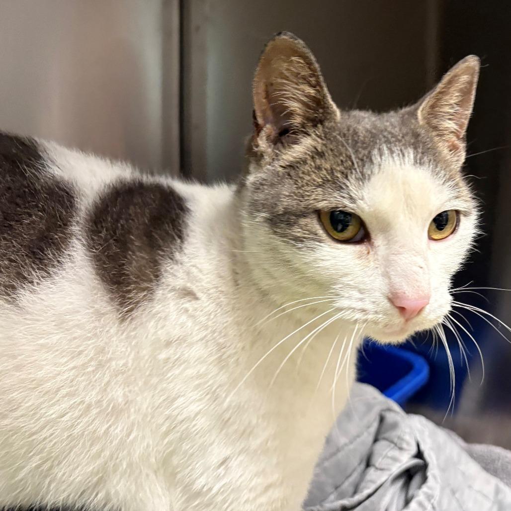 Enlarge Heidi, a Adoptable Domestic Short Hair in East Hanover, NJ image 4/4