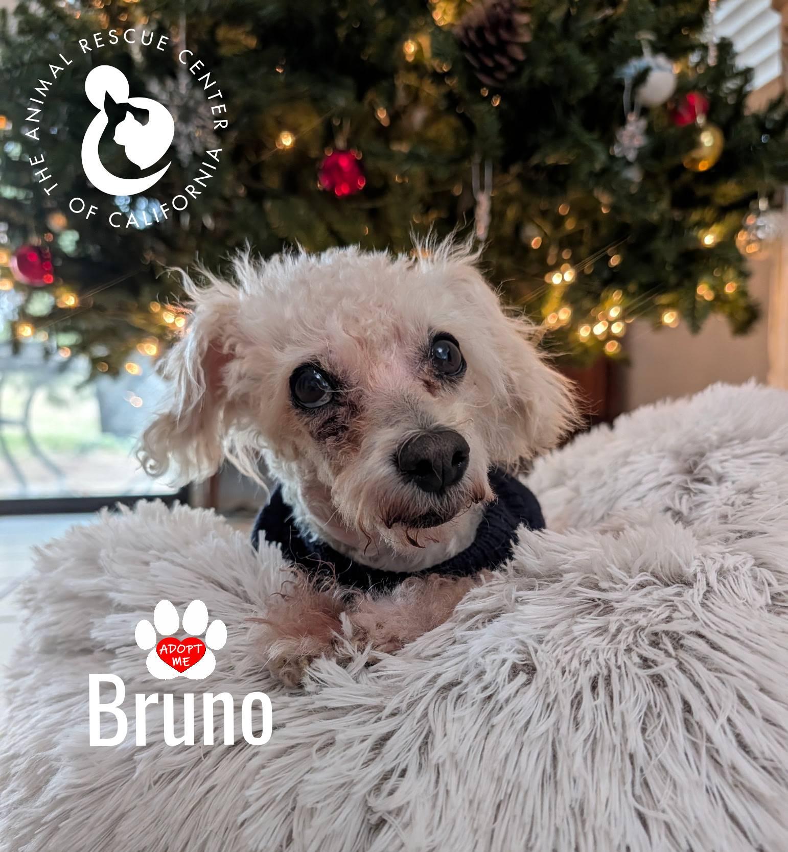 Enlarge Bruno, a ADOPTABLE mixed breed in Coachella, CA image 4/4