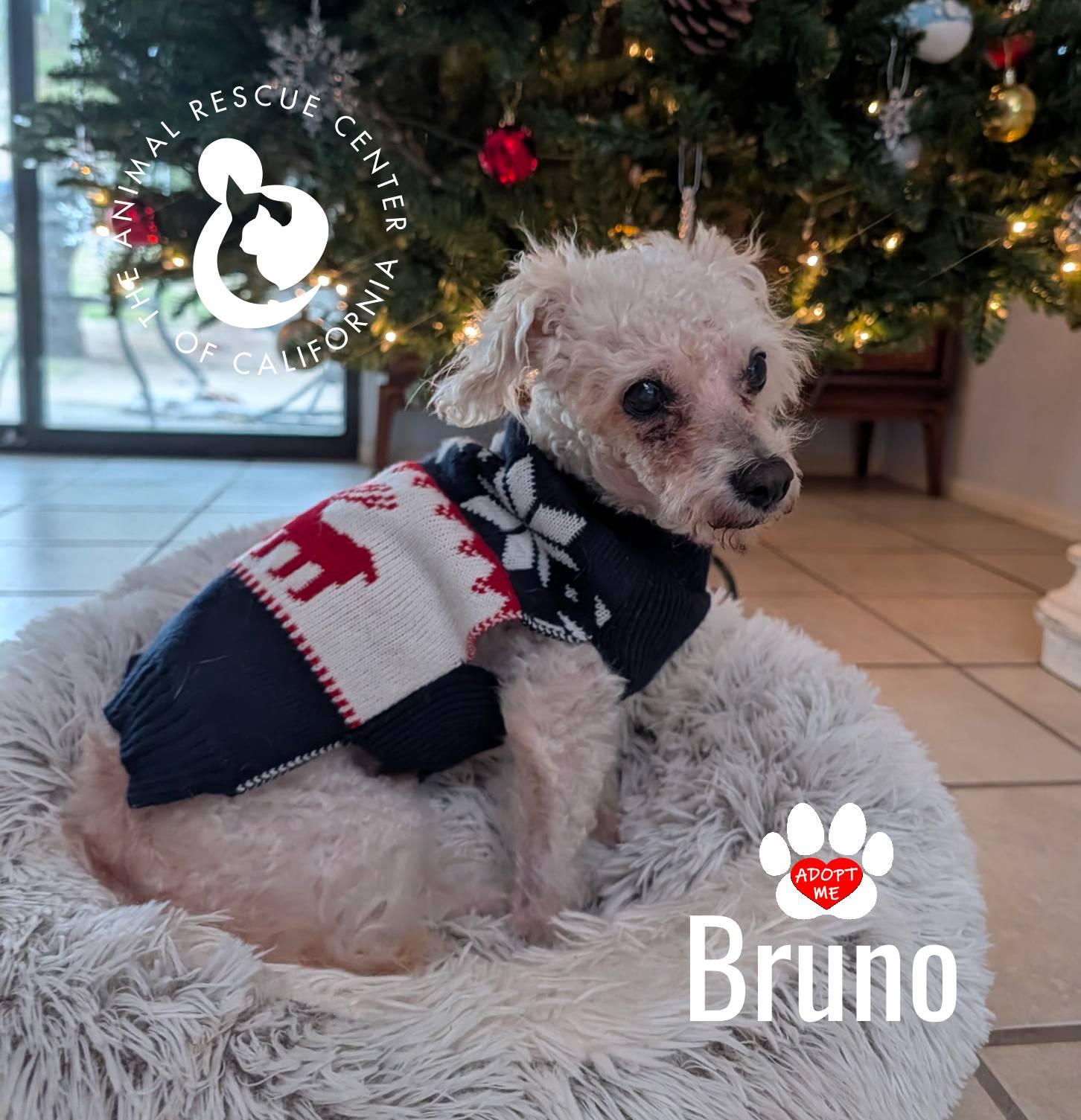 Bruno, ADOPTABLE, Senior Male Poodle (Toy).