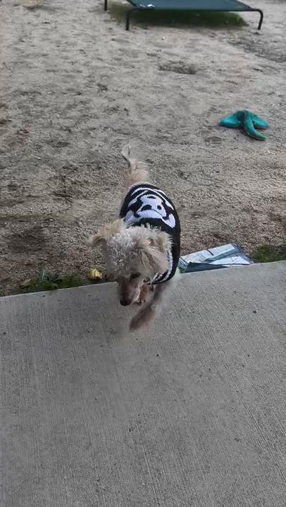 Enlarge Bruno, a ADOPTABLE mixed breed in Coachella, CA video 2/4