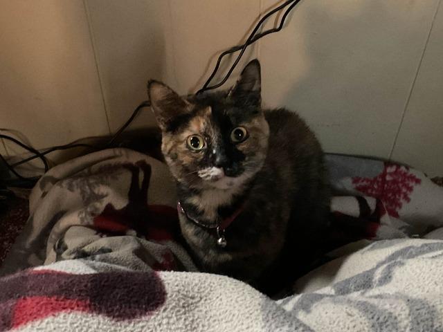 Enlarge Kimiko, a Adopted mixed breed in Auburn, IN image 1/1