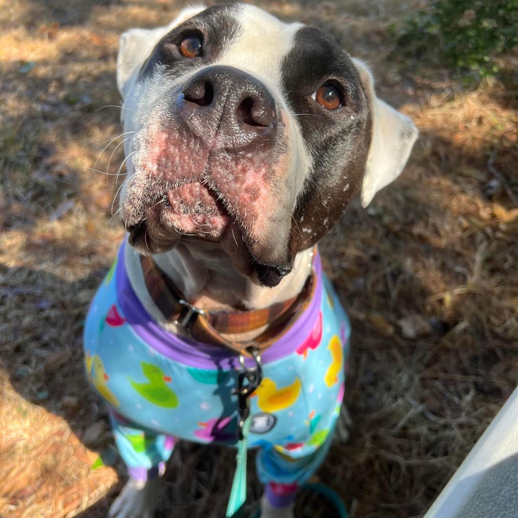 Enlarge Davis, a Adoptable mixed breed in Spring, TX image 2/6