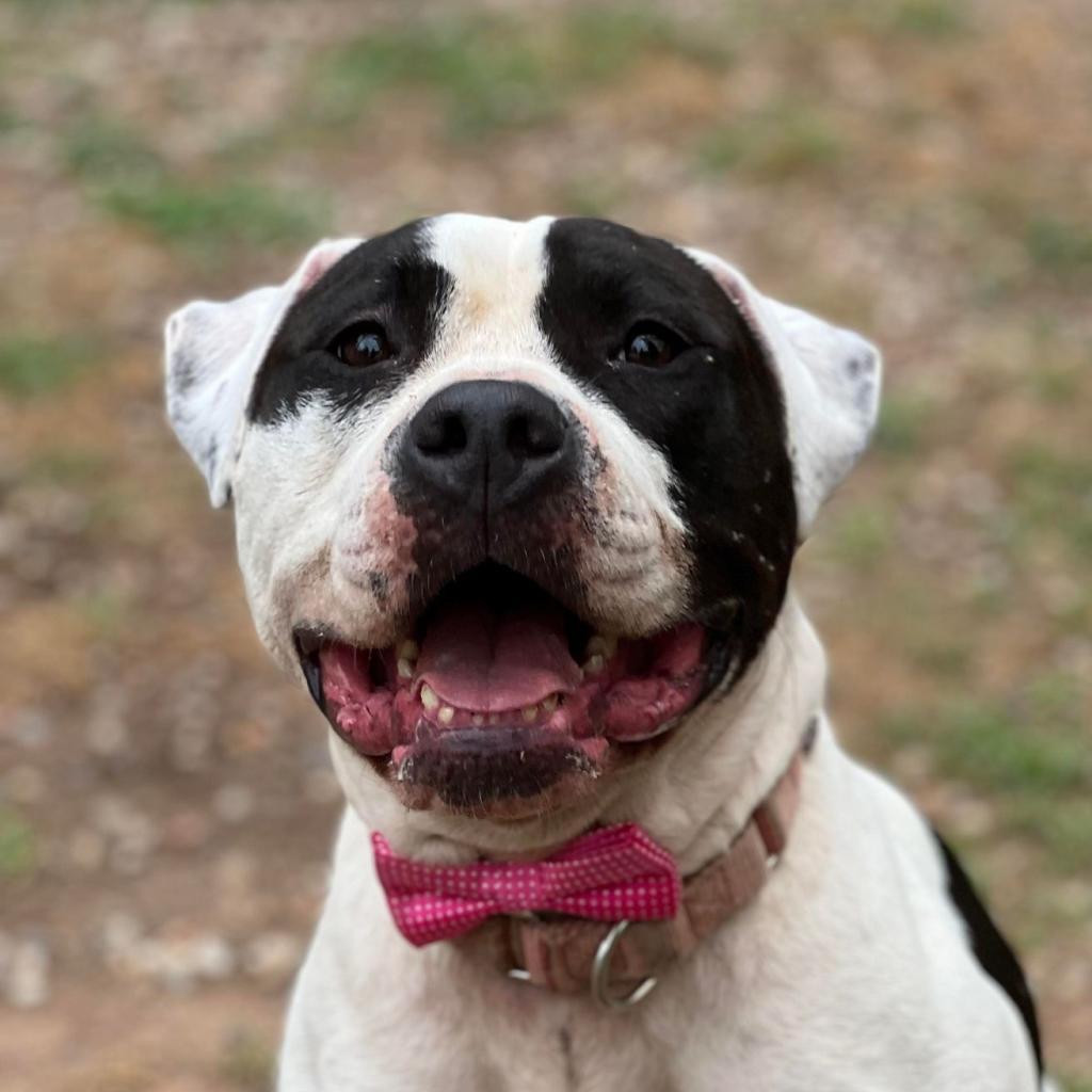 Enlarge Davis, a Adoptable mixed breed in Spring, TX image 5/6