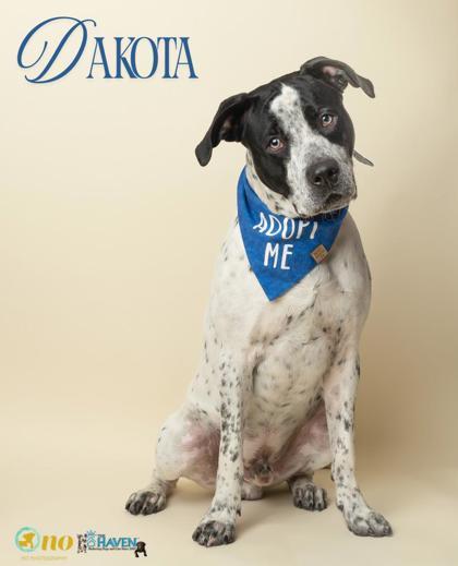 Dakota, Adoptable, Adult Male German Shorthaired Pointer & Mixed Breed.