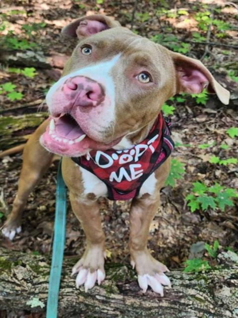 CLINT, Adoptable, Young Male Pit Bull Terrier.