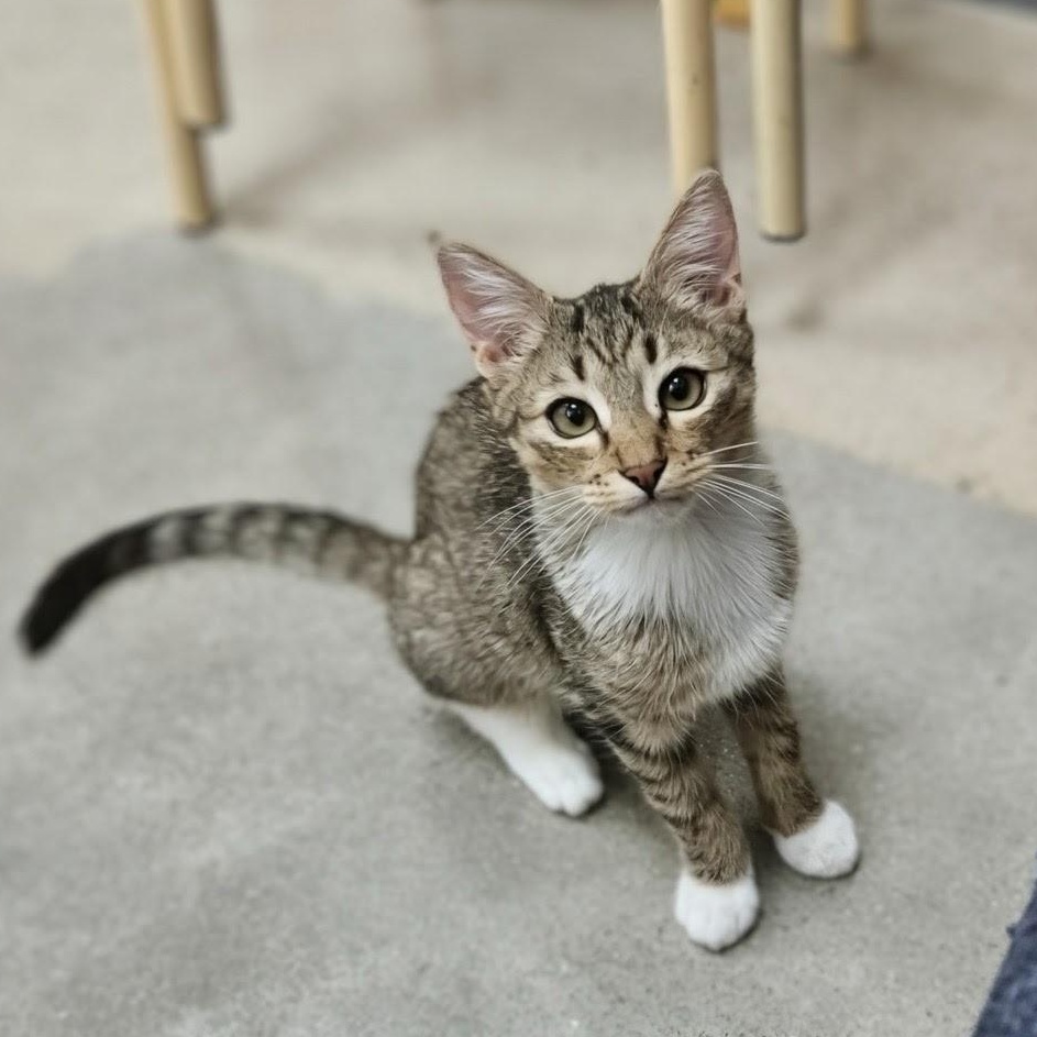 Enlarge Owl, a Adoptable Domestic Short Hair in Apex, NC image 1/6