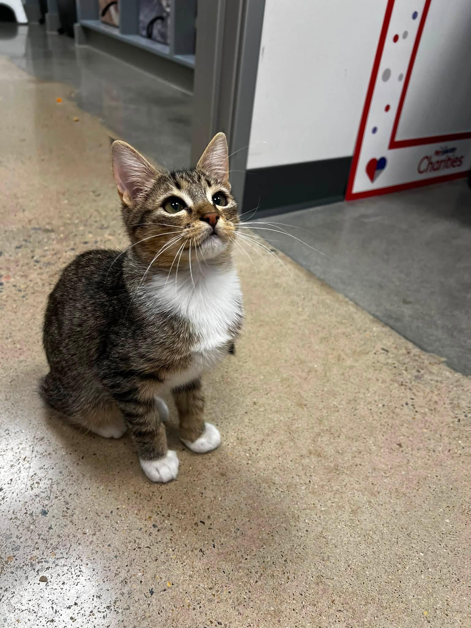 Enlarge Owl, a Adoptable Domestic Short Hair in Apex, NC image 3/6