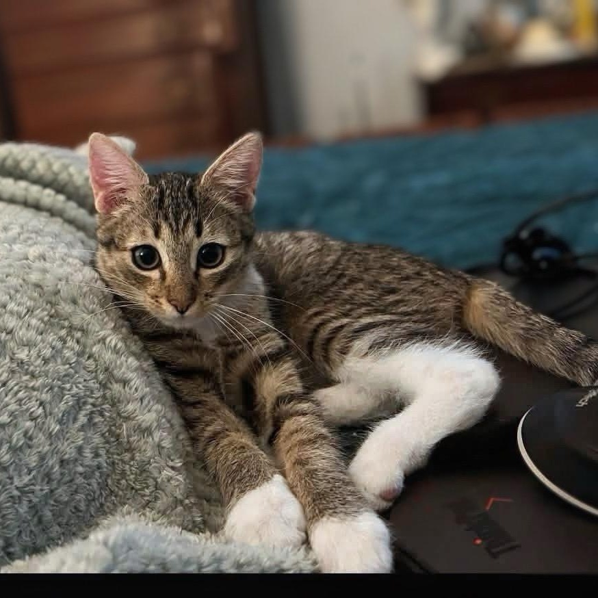 Enlarge Owl, a Adoptable Domestic Short Hair in Apex, NC image 2/6