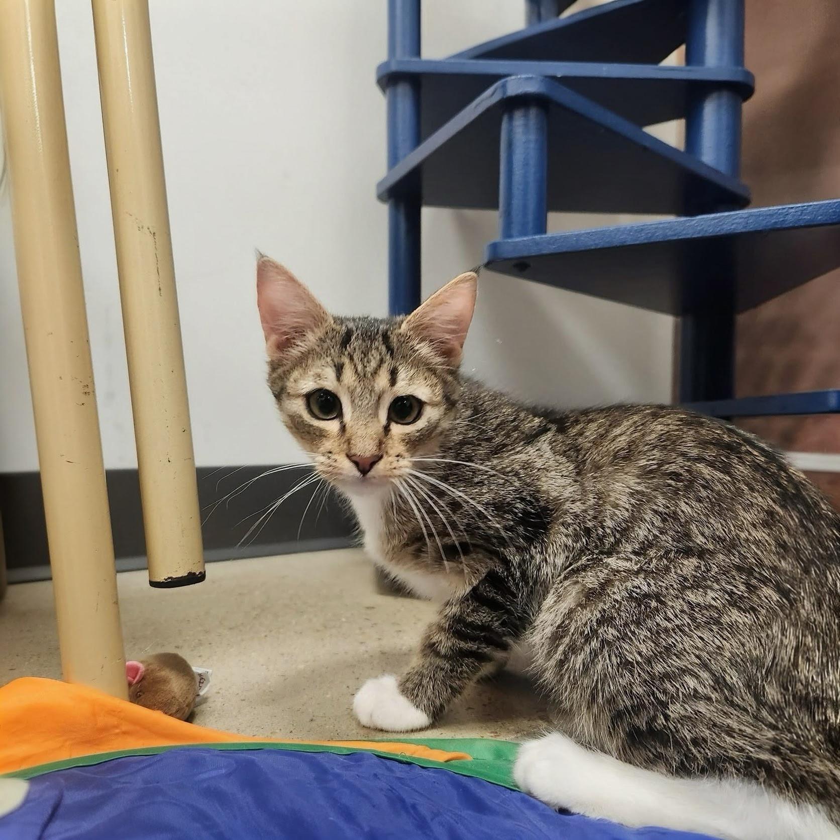 Enlarge Owl, a Adoptable Domestic Short Hair in Apex, NC image 5/6