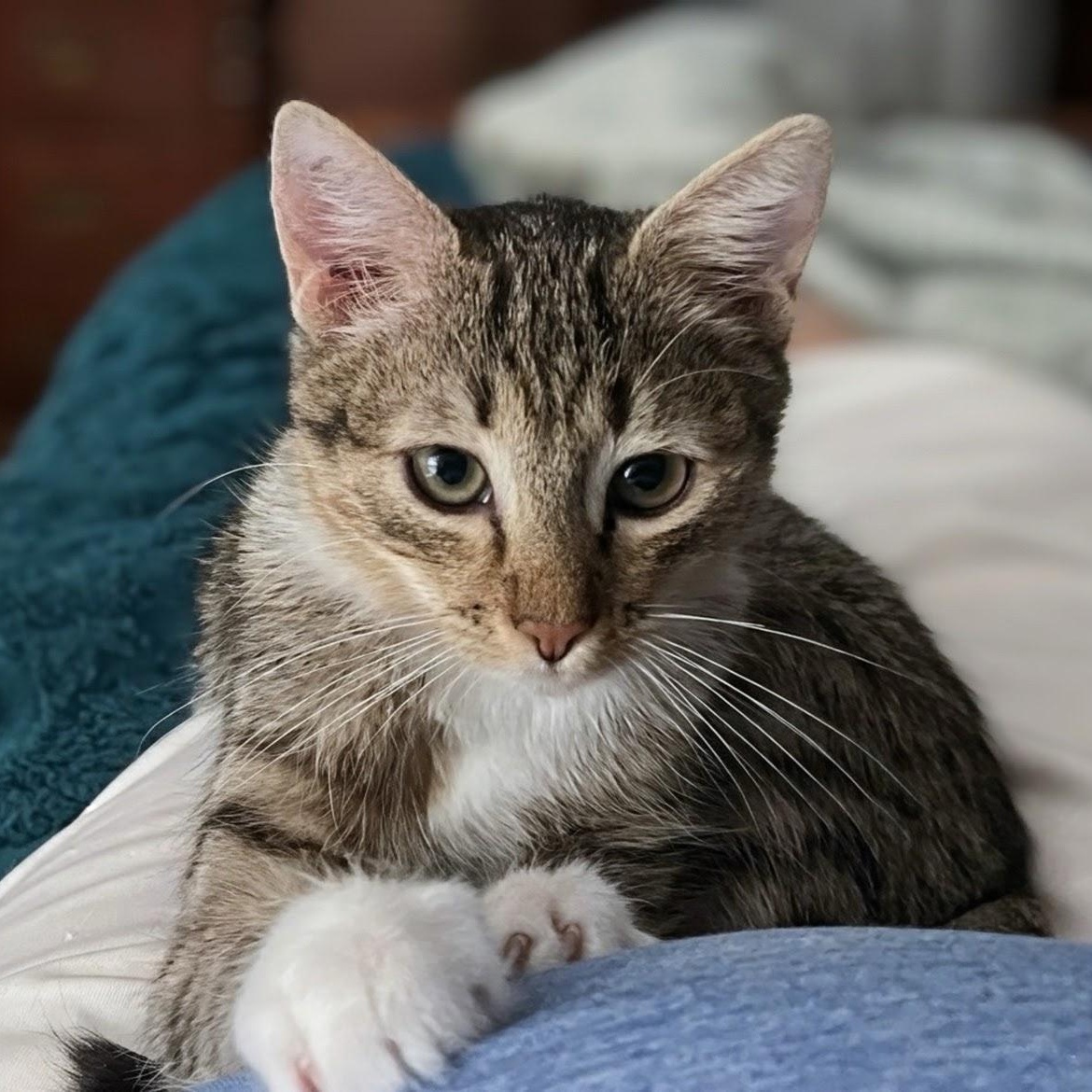 Enlarge Owl, a Adoptable Domestic Short Hair in Apex, NC image 6/6