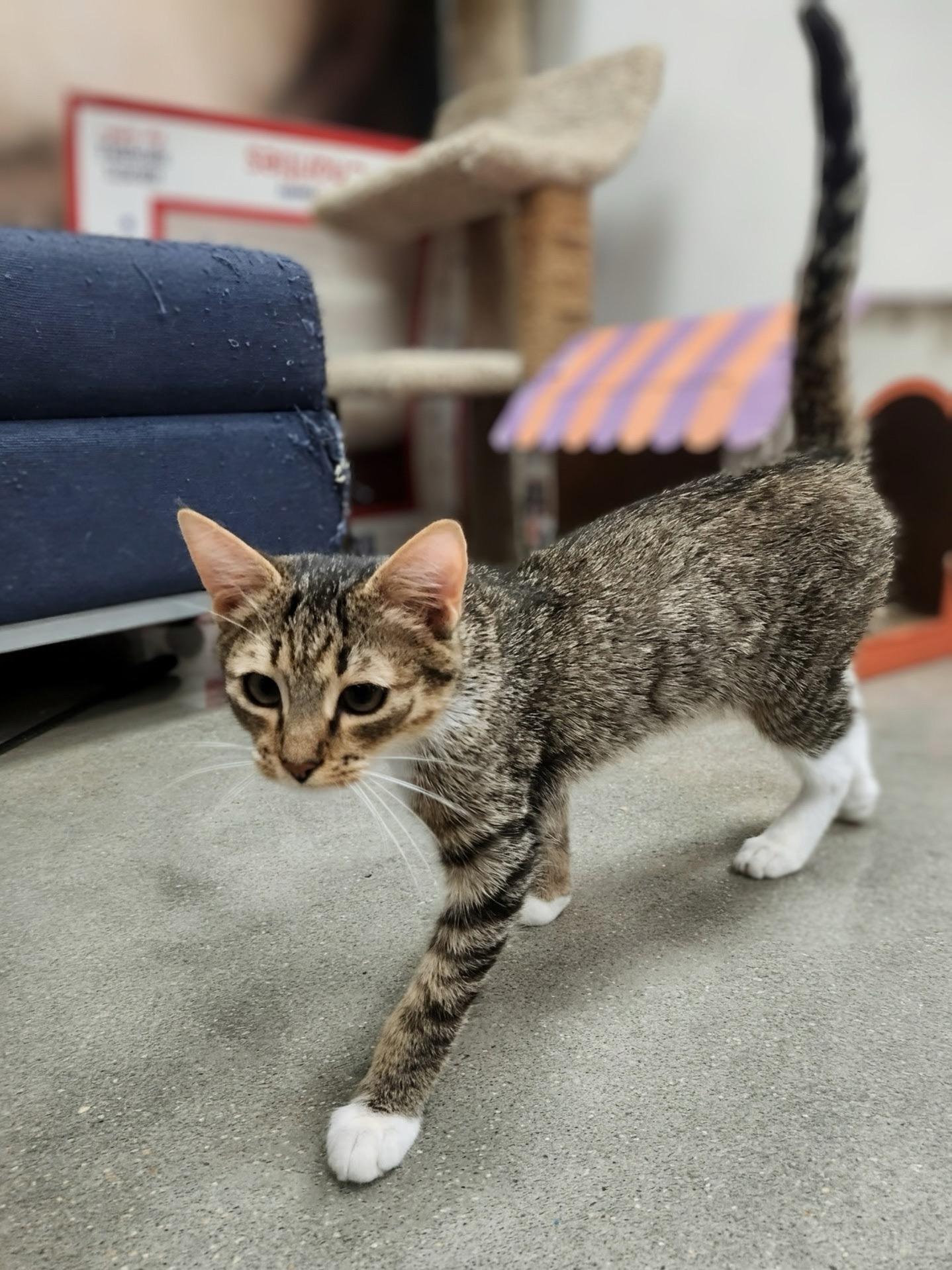 Enlarge Owl, a Adoptable Domestic Short Hair in Apex, NC image 4/6