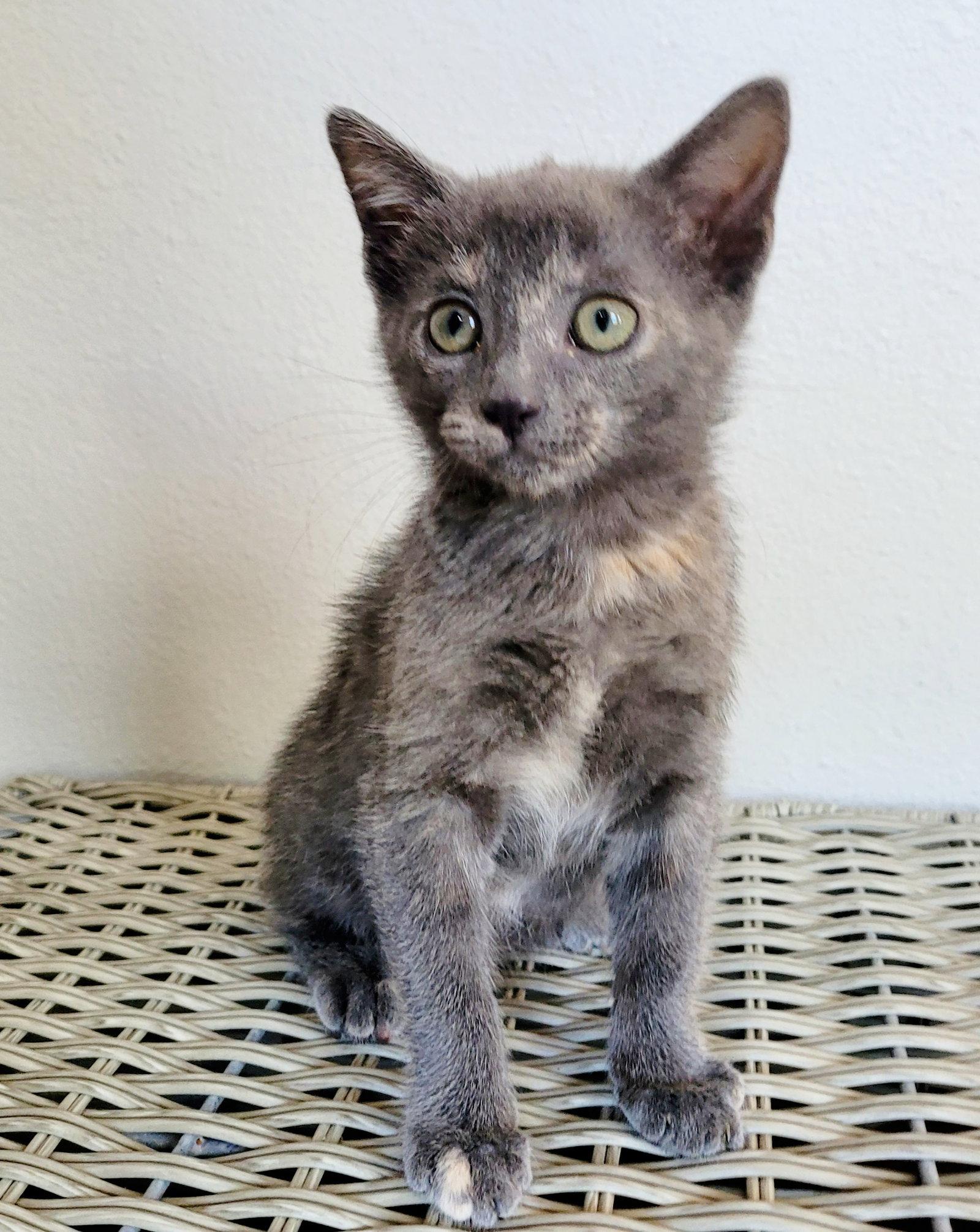 Pepper, a Adopted Domestic Short Hair in Orlando, FL image 1/3