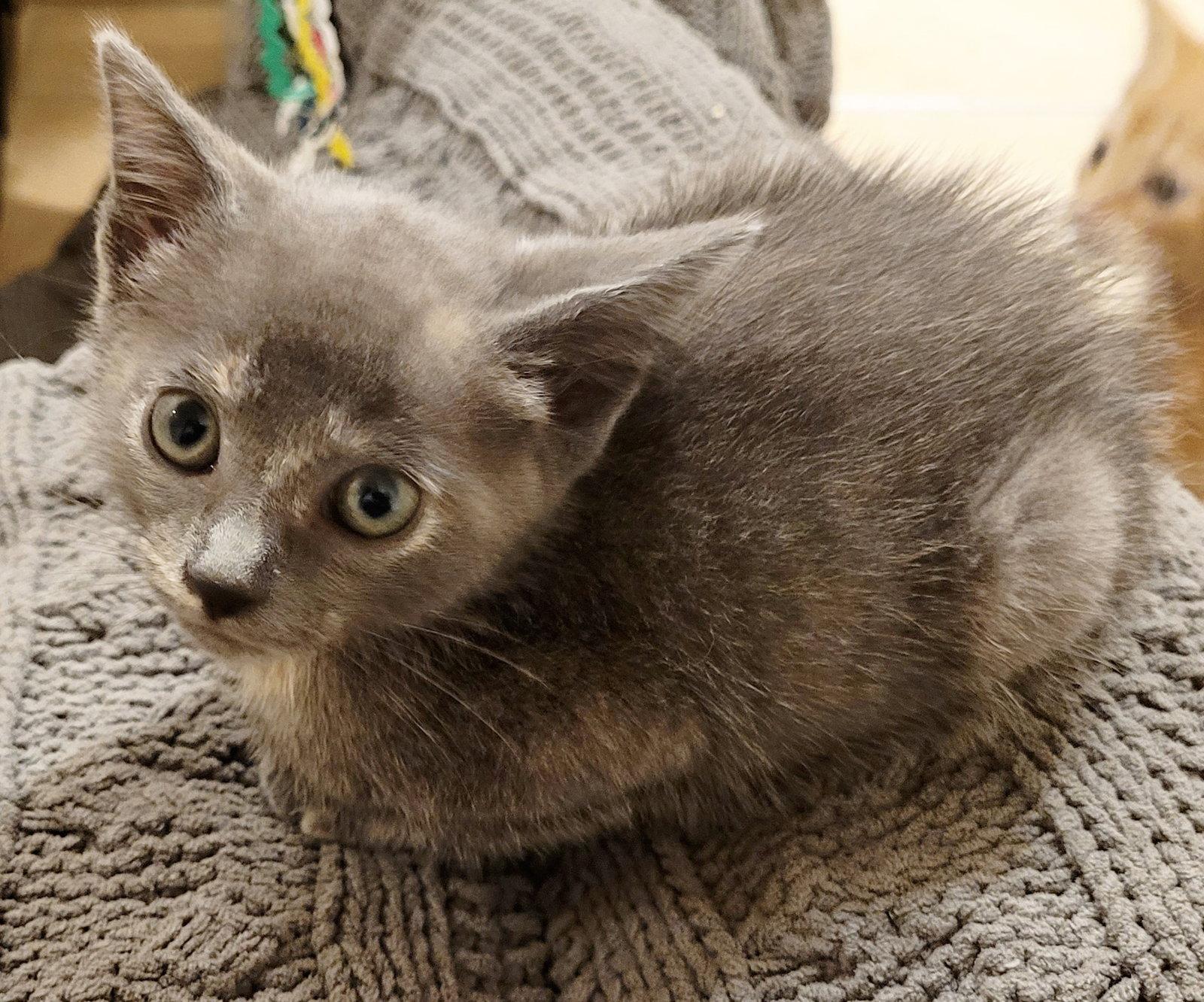 Pepper, a Adopted Domestic Short Hair in Orlando, FL image 2/3