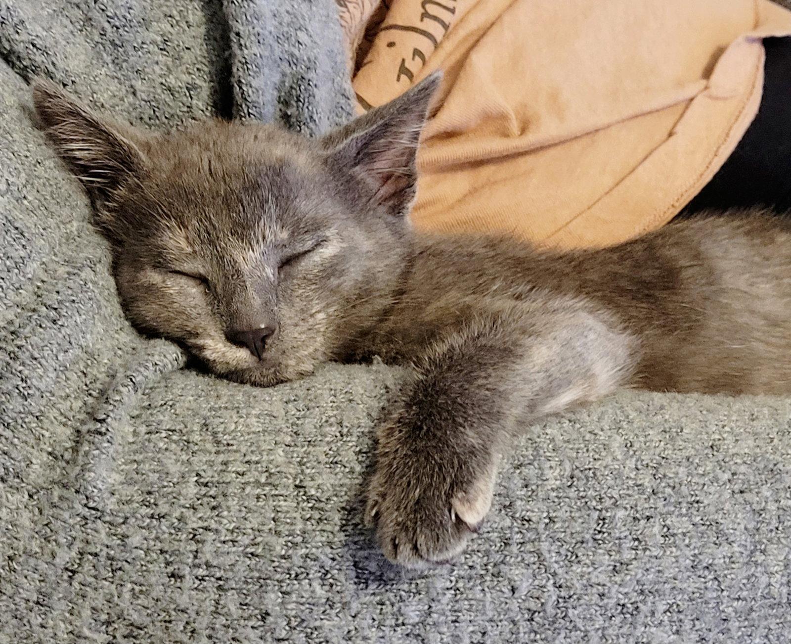 Pepper, a Adopted Domestic Short Hair in Orlando, FL image 3/3