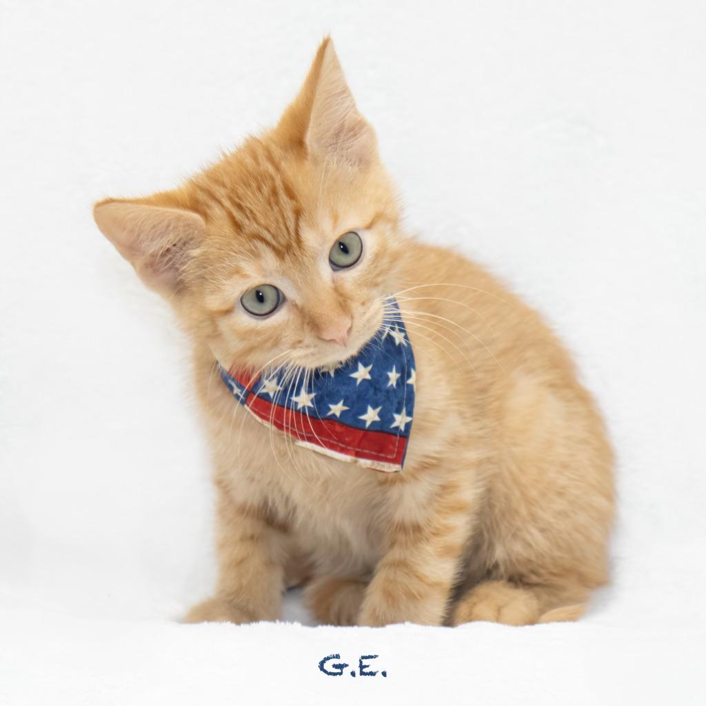 G.E., a Adoptable mixed breed in Hot Springs Village, AR image 1/3