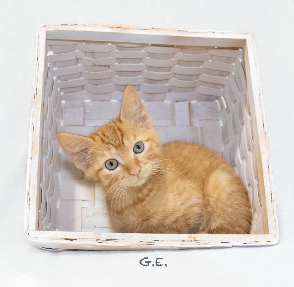 G.E., a Adoptable mixed breed in Hot Springs Village, AR image 2/3