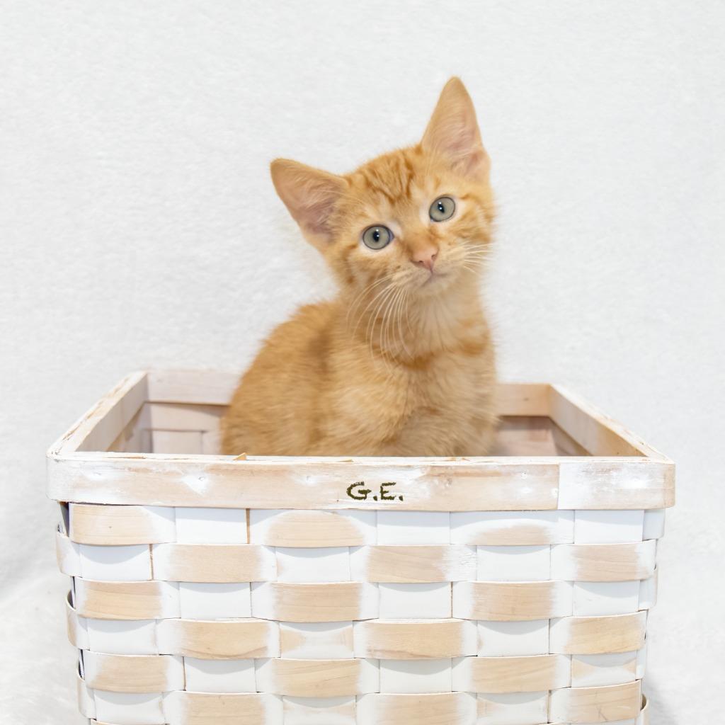 G.E., a Adoptable mixed breed in Hot Springs Village, AR image 3/3