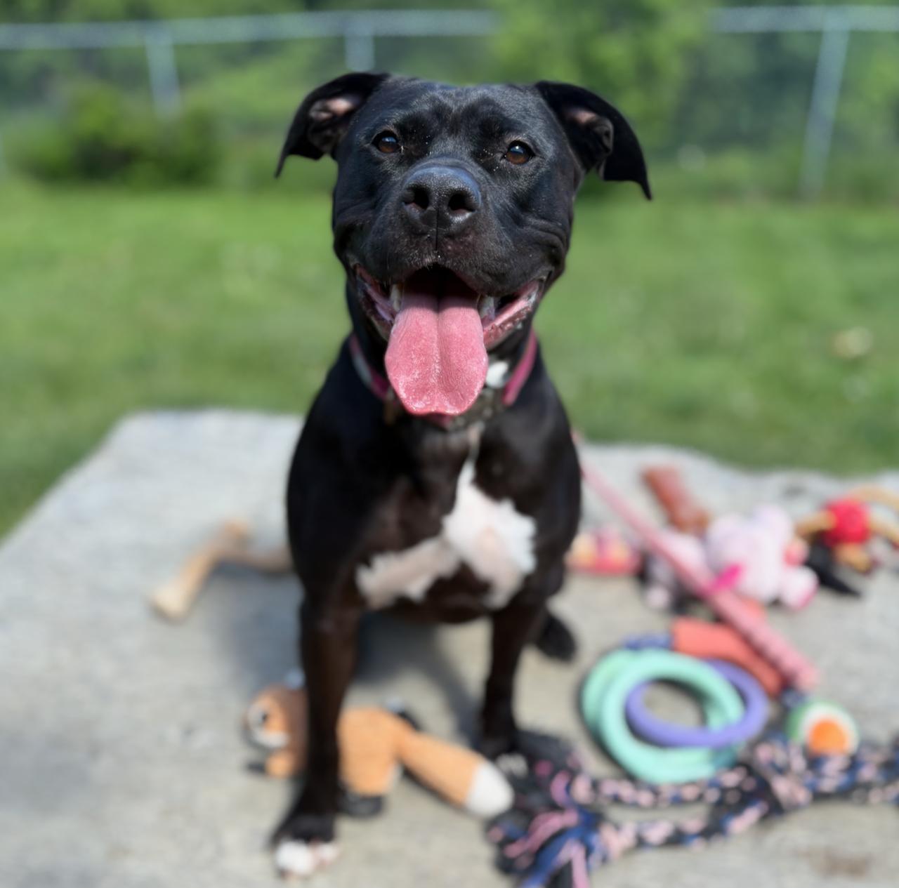 Frankie, adoptable, Adult Female American Bulldog.