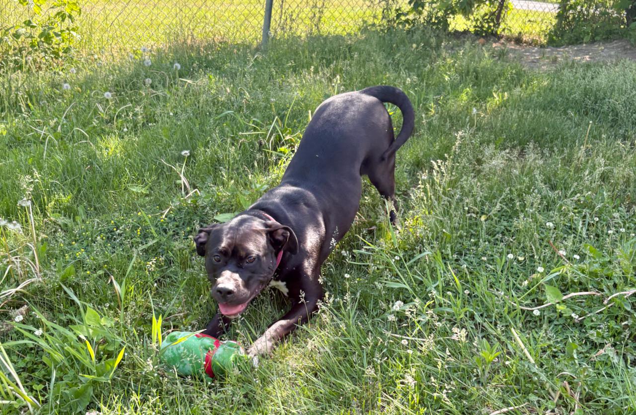 Enlarge Frankie, an adoptable mixed breed in St Stephen, NB image 3/6
