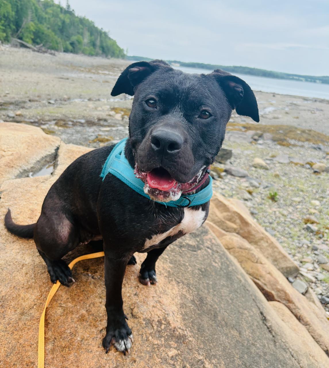 Enlarge Frankie, an adoptable mixed breed in St Stephen, NB image 2/4