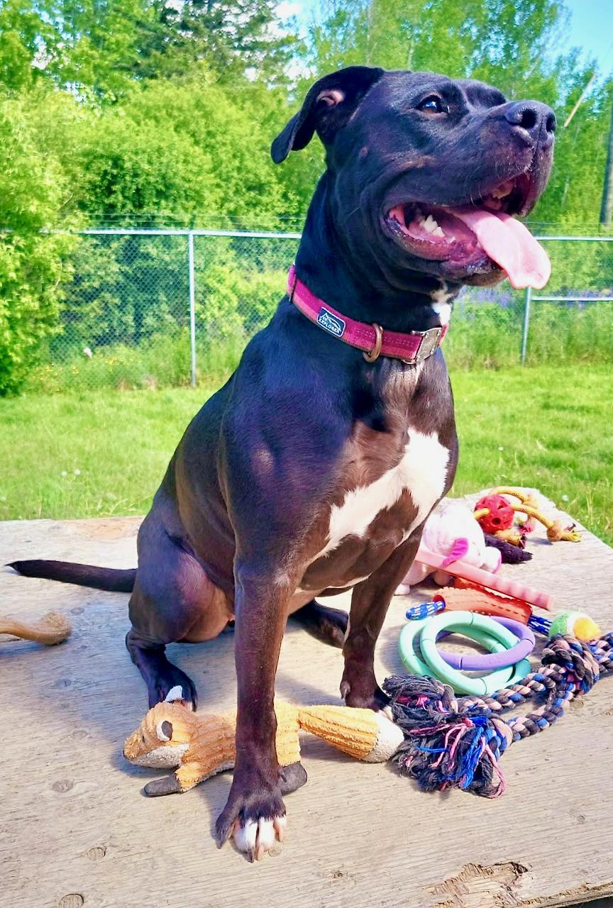 Enlarge Frankie, an adoptable mixed breed in St Stephen, NB image 5/6