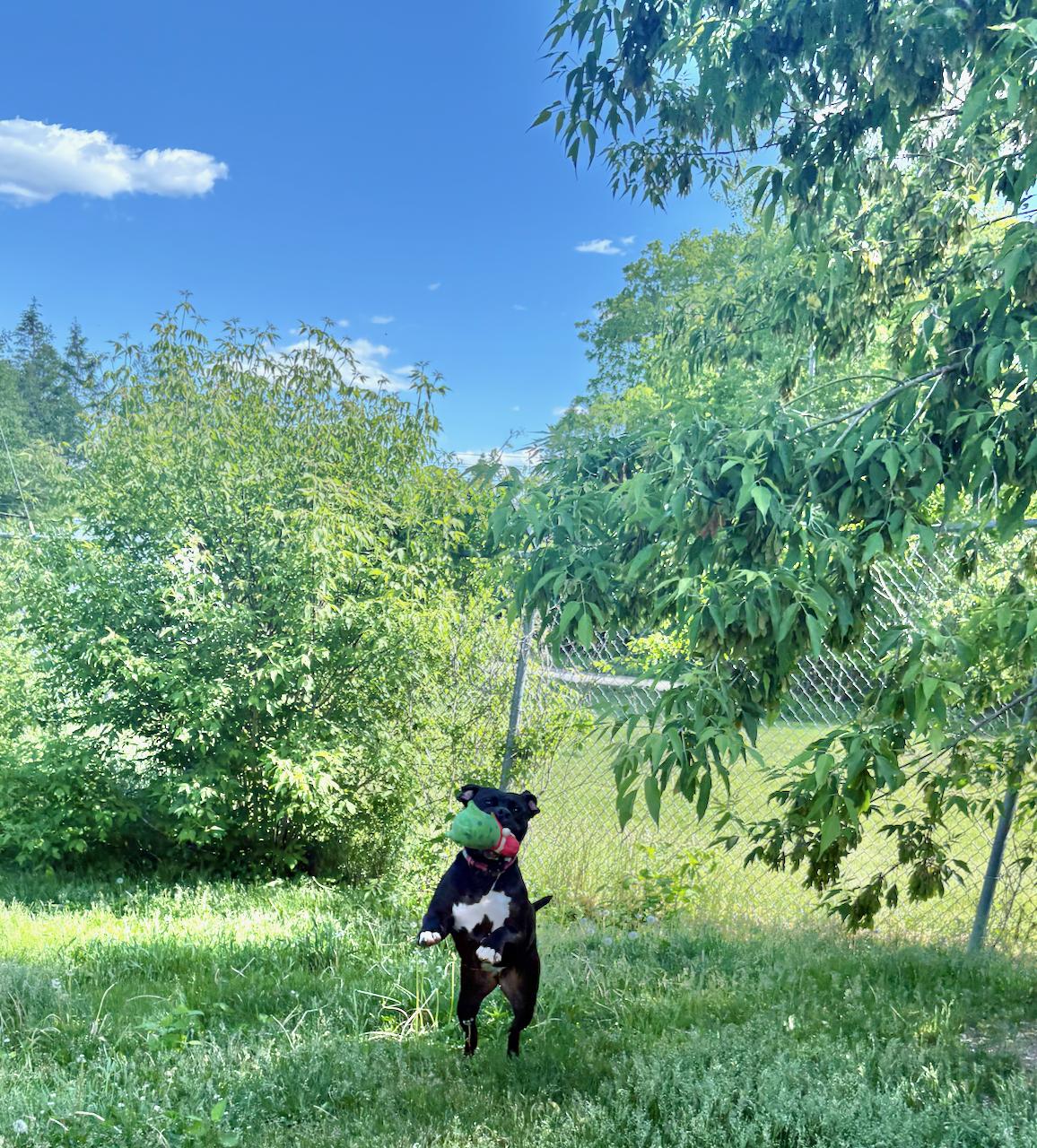 Enlarge Frankie, an adoptable mixed breed in St Stephen, NB image 2/6