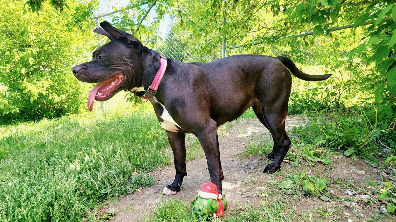 Enlarge Frankie, an adoptable mixed breed in St Stephen, NB image 6/6