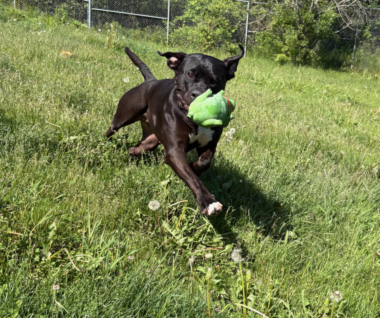 Enlarge Frankie, an adoptable mixed breed in St Stephen, NB image 4/6