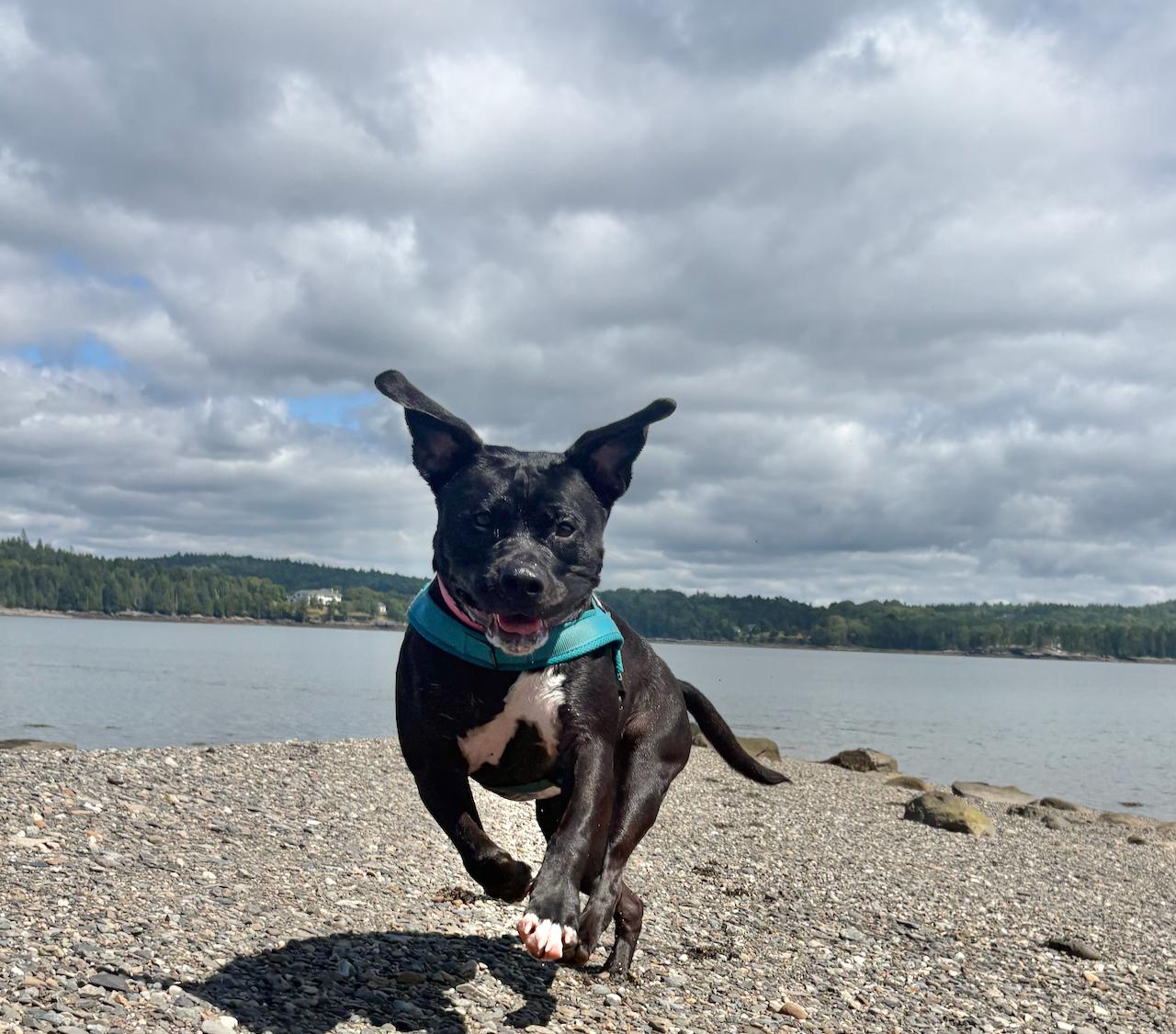 Frankie, an adoptable mixed breed in St Stephen, NB image 1/5