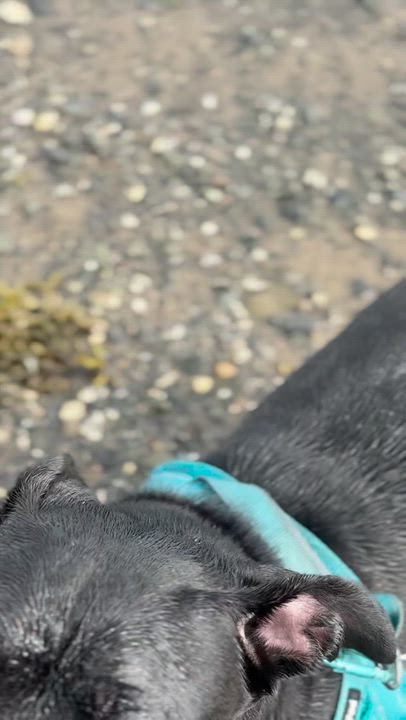 Enlarge Frankie, an adoptable mixed breed in St Stephen, NB video 4/4
