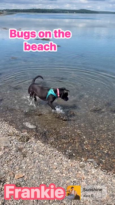 Enlarge Frankie, an adoptable mixed breed in St Stephen, NB video 5/5