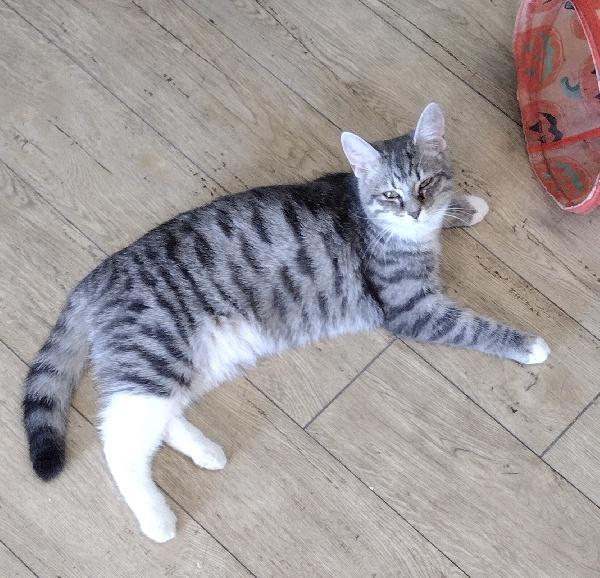 Enlarge LOVEBUG, a Adoptable mixed breed in Fishers, IN image 2/2