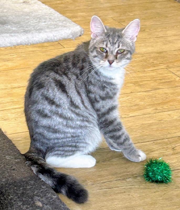 Enlarge LOVEBUG, a Adoptable mixed breed in Fishers, IN image 1/2