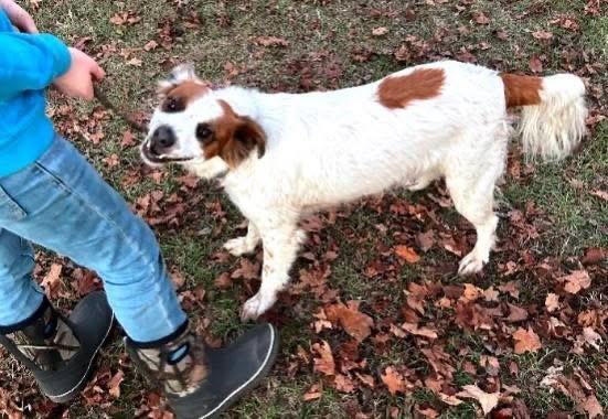 Enlarge Penny, a ADOPTABLE mixed breed in Alexander, AR image 2/4