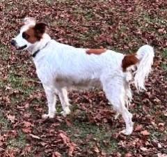 Enlarge Penny, a ADOPTABLE mixed breed in Alexander, AR image 4/4