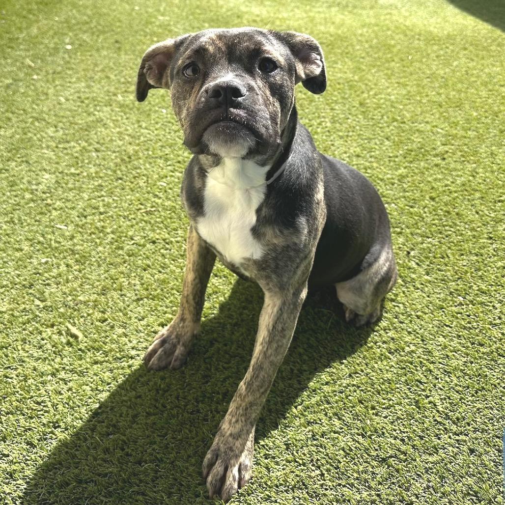 Enlarge R169025 ELOISE, a Adoptable mixed breed in Port Washington, NY image 1/1