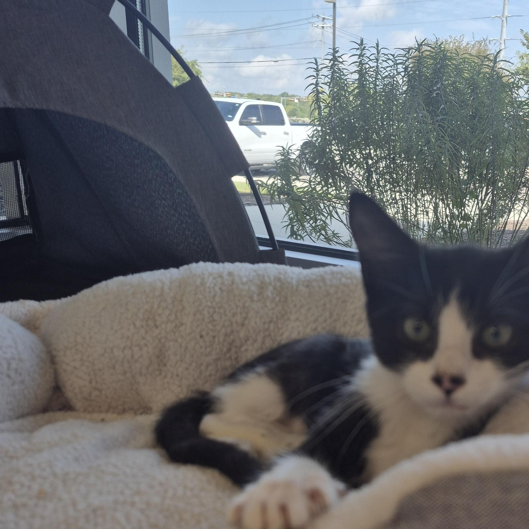 Enlarge Sinjin, a Adopted Domestic Short Hair in Schertz, TX image 2/4