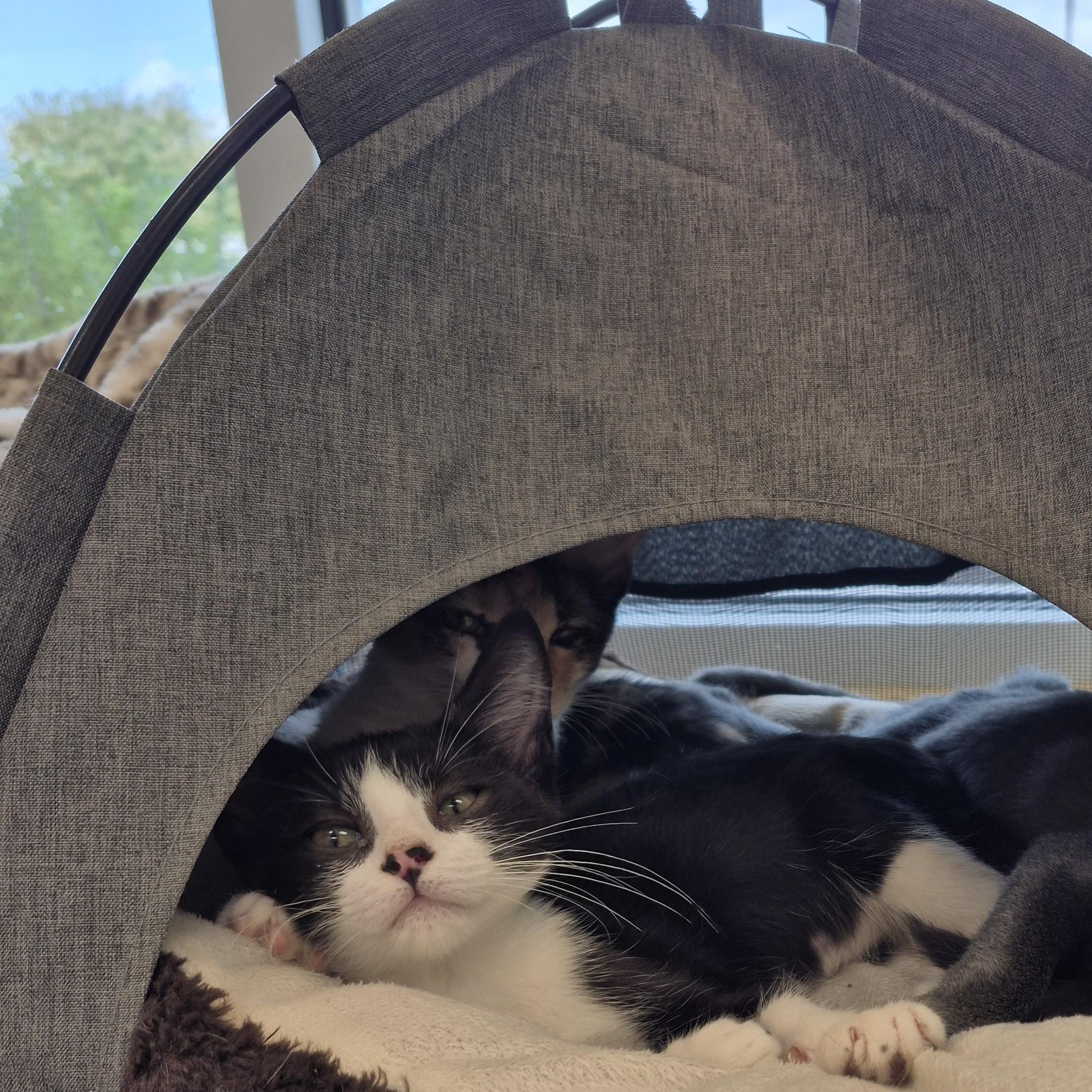 Enlarge Sinjin, a Adopted Domestic Short Hair in Schertz, TX image 4/4