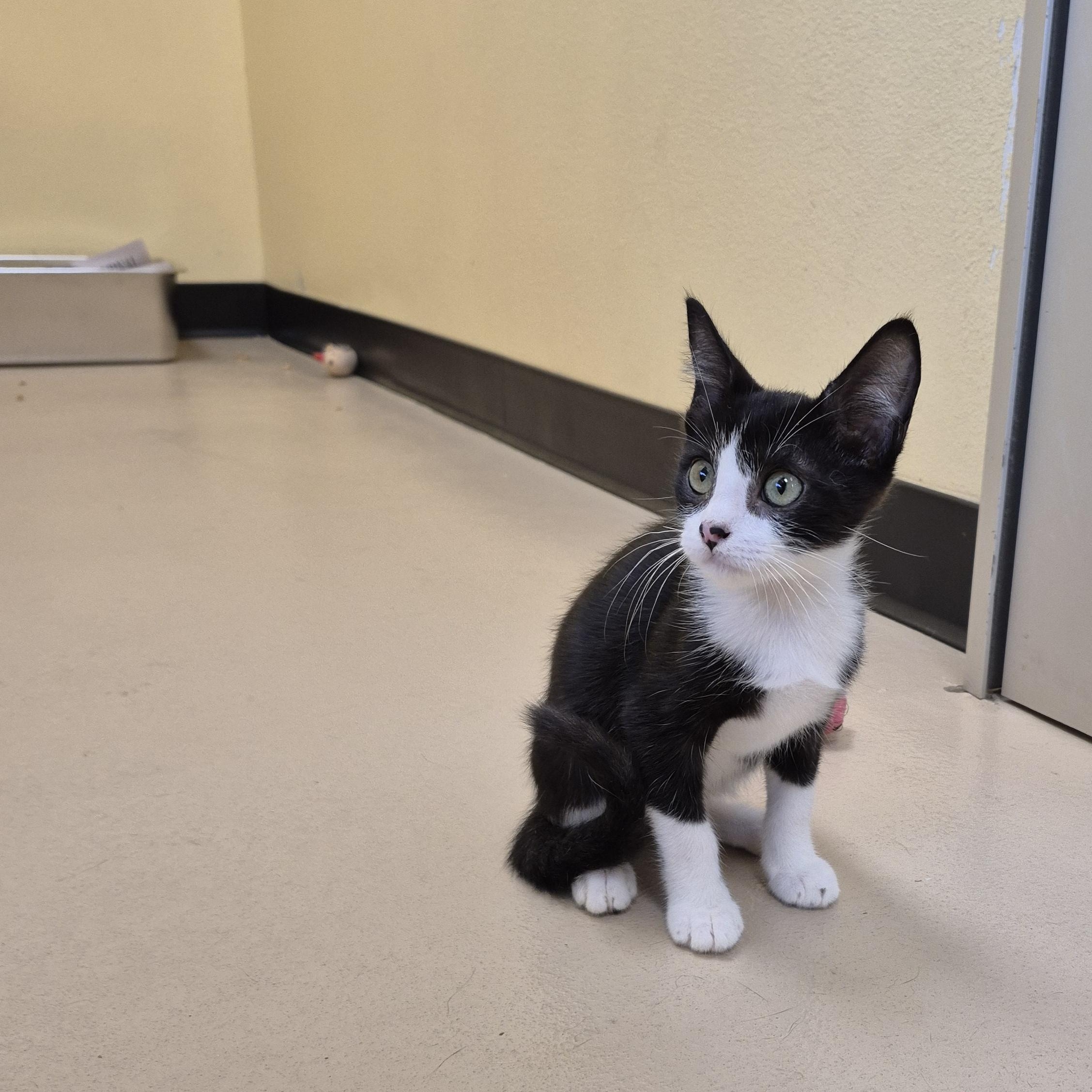 Enlarge Sinjin, a Adopted Domestic Short Hair in Schertz, TX image 3/4