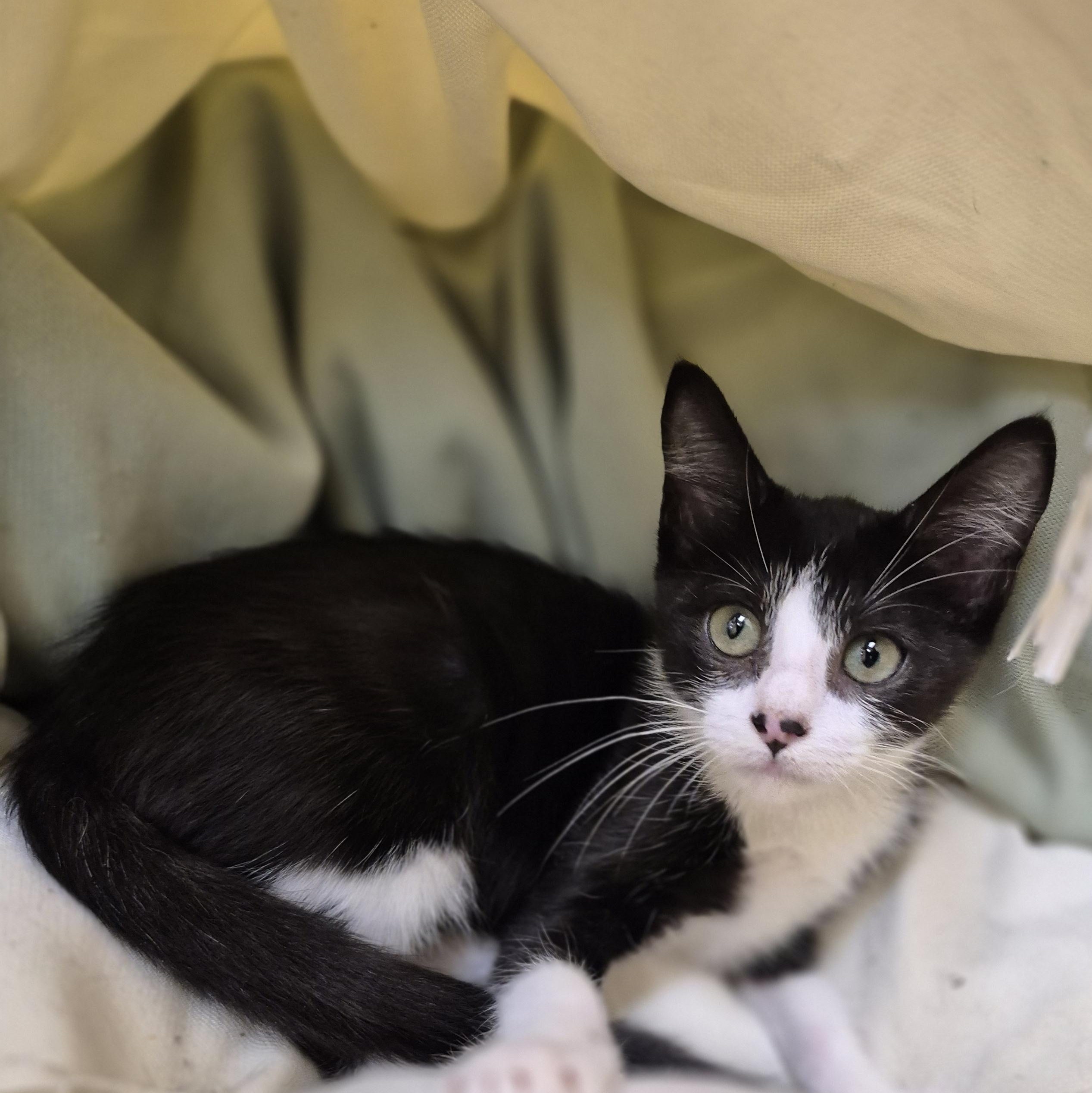 Sinjin, Adopted, Young Male Domestic Short Hair.