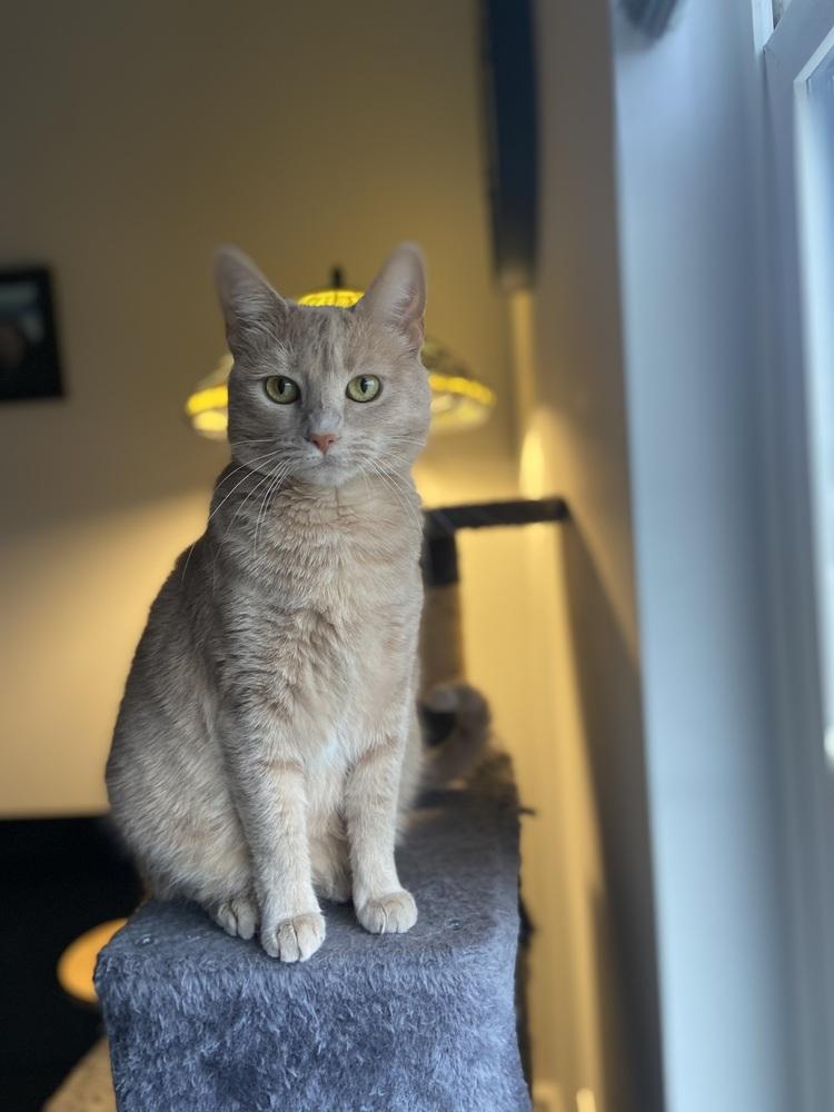 Enlarge Tawny, a Adoptable Domestic Short Hair in Mount Laurel, NJ image 2/6