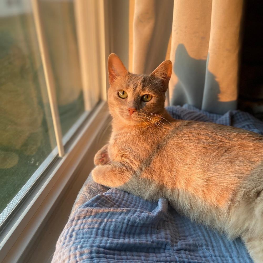 Enlarge Tawny, a Adoptable Domestic Short Hair in Mount Laurel, NJ image 3/6