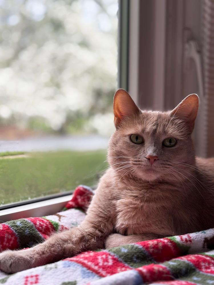 Enlarge Tawny, a Adoptable Domestic Short Hair in Mount Laurel, NJ image 4/6
