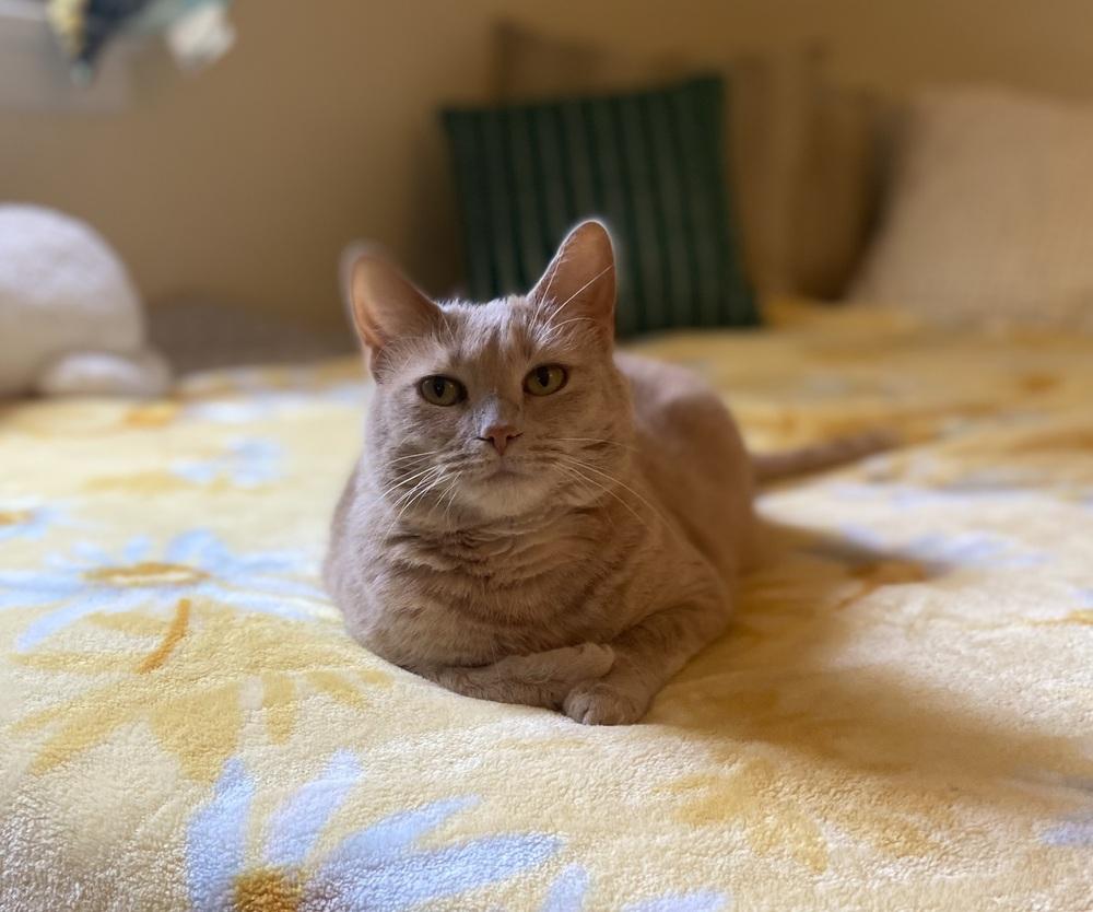 Enlarge Tawny, a Adoptable Domestic Short Hair in Mount Laurel, NJ image 5/6