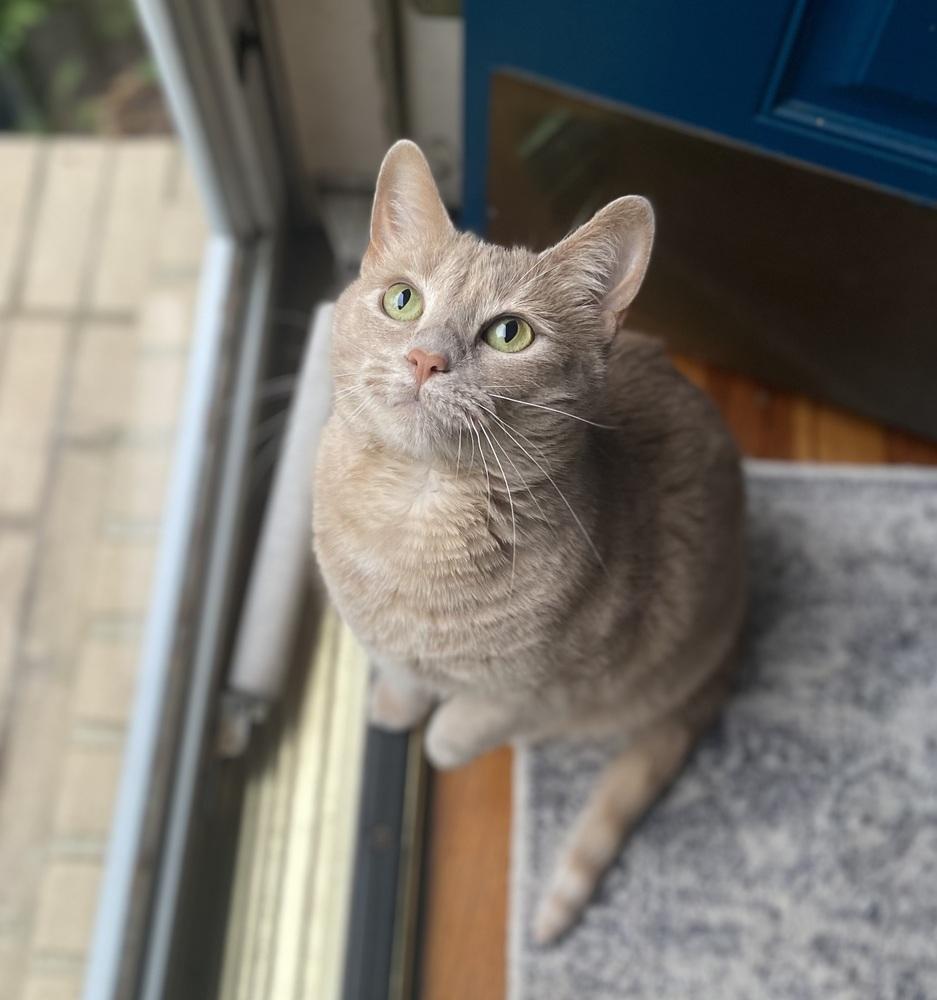 Enlarge Tawny, a Adoptable Domestic Short Hair in Mount Laurel, NJ image 6/6