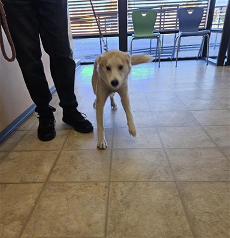 CHARLIE, Adoptable, Adult Female Siberian Husky & Mixed Breed.