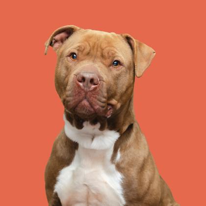 Enlarge Hercules, a Adoptable mixed breed in Mount Holly, NJ image 1/3