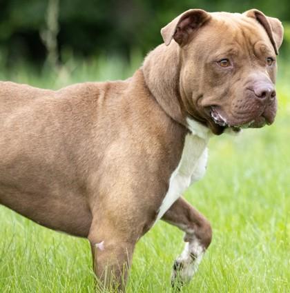 Hercules, Adoptable, Adult Male Pit Bull Terrier & Mixed Breed.