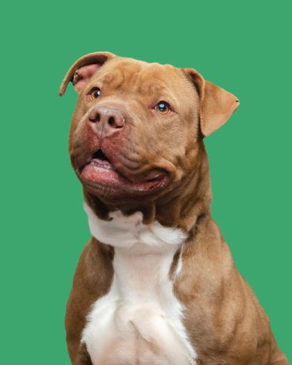 Hercules — thumbnail 2