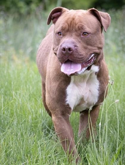 Hercules, Adoptable, Adult Male Pit Bull Terrier & Mixed Breed.